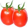 Tomato With Oval Shaped Or Flat Round To Round Shape