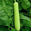 Bottle Gourd With 40-45 Cm Long