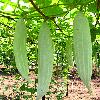 Snakegourd Varies From 40-50 Cm In Length