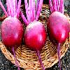 Beetroot With Thin Skin Roots