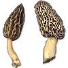 Yellow Morels