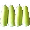 Hybrid Bottle Gourd Seeds Weighs 0.8 To 1.0 Kg