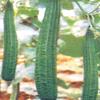 Hybrid Sponge Gourd Seeds Suitable For Kharif & Rabi