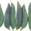 Hybrid Sponge Gourd Seeds With High Yield Potential