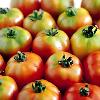 Flat And Round Hybrid Tomato Seeds