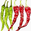 Hybrid Chilli Seeds With Length Upto 11 To 12 Cm Long