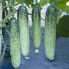 Green Mosaic Colored Hybrid Cucumber Seeds