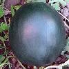 Hybrid Watermelon Seeds With Dark Green Exterior Rind