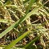 Hybrid Rice Seeds Produces Long Slender Grains