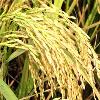 Rice Seeds Grows Upto 110 -115 Cm In Height