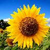 Sunflower Seeds With Convex And Semi-erect Head