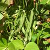 Hybrid French Beans Seeds