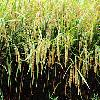 Non-aromatic Early Hybrid High Yielding Rice Seeds