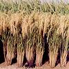 Dwarf Non-aromatic Mid Early Hybrid High Yielding Rice Seeds