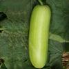 Open -Pollinated Bottle Gourd Seeds