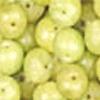 Amla Powder Obtained from Dry Amla Fruits