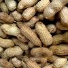 Groundnuts Seeds With 5% Moisture