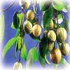 Dried Extract of the Garcinia Cambogia Tree