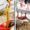 Floor-Watering System for Turkeys