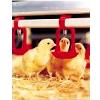 Floor-Watering System for Broilers