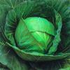 Cabbage Seed with Maximum 10 Days Field Holding