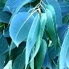 Expectorant Herbal Eucalyptus Leaves