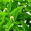 Aromatic Tulsi Leaves for Asthma/ Bronchitis