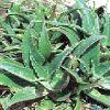 Aloe Barbadensis Leaf Pulp for Wet Cough