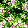 Anti- Cancerous Vinca Rosea Leaves