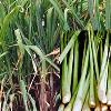 Organic Lemon Grass Water