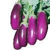 Hybrid Oblong Brinjal Seed