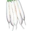 Hybrid Seed for White Root Radish