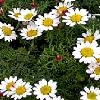 Anacyclus Pyrethrum/ Spanish Pellitory