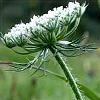 Aromatic Daucus Carota