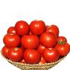 Non-Staked Hybrid Tomato Seed