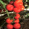 Bacteria Resistant Red Tomato Hybrid Seed