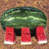 Hybrid Oblong Watermelon Seed