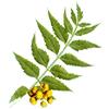 Purified Neem Oil