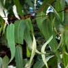 Eucalyptus Oil