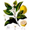 Anti-Anaemic Lemon Essential Oil