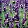 Lavender Essential Oil