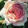 Strong Perfumed Rose Oxide