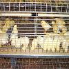 Brooder Cum Grower Rearing Cages