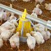 Pan Feeding Systems for Poultry