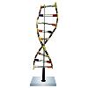 Deoxyribo Nucleic Acid Model