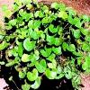 Mental Stress Relieving Brahmi Herb