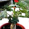 Natural Raw Jatropha Plant