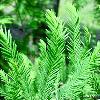 Natural Essential Cypress Oil