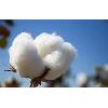 High Absorption Capacity Raw Cotton