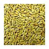 Pure Healthy Barley Seeds